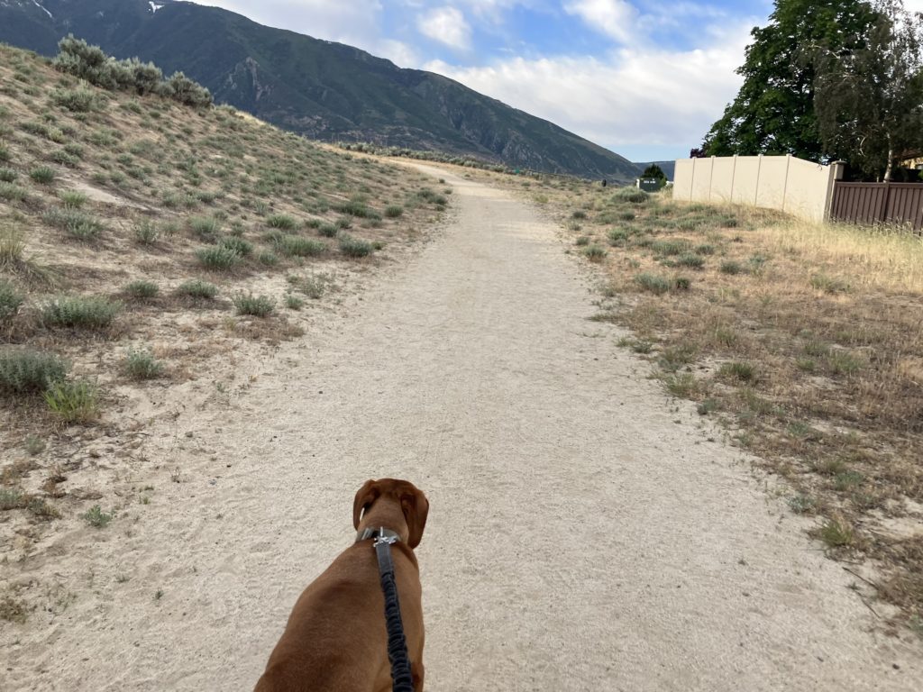 Leashed dog running on sandy trail