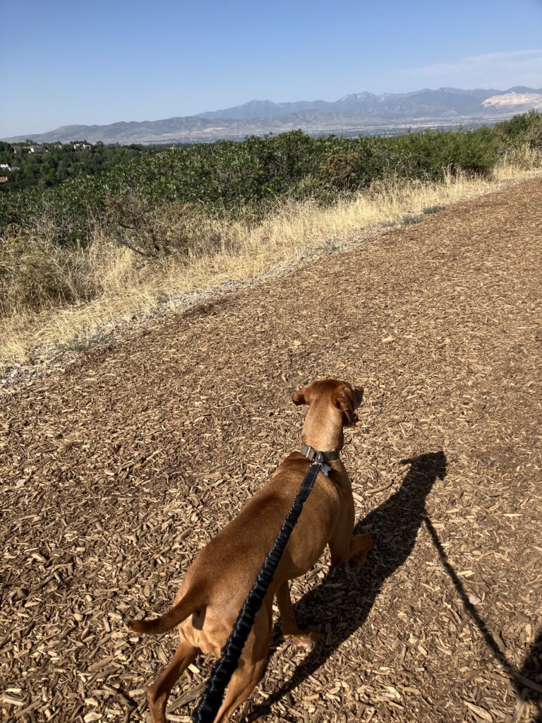 Dog running on bark chip trail with hands-free leash