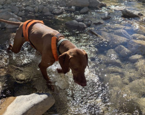 Trail running dog crossing creek with chest protector